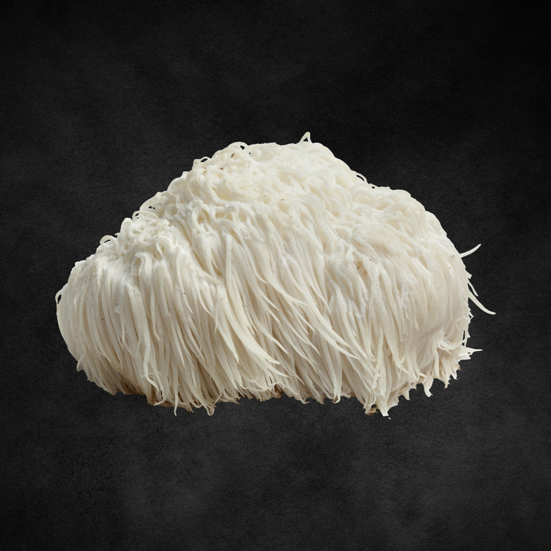 Lion's mane solaris mushroom image