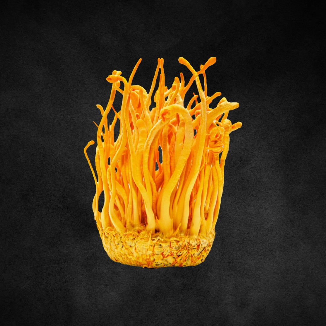 CORDYCEPS solaris mushroom image